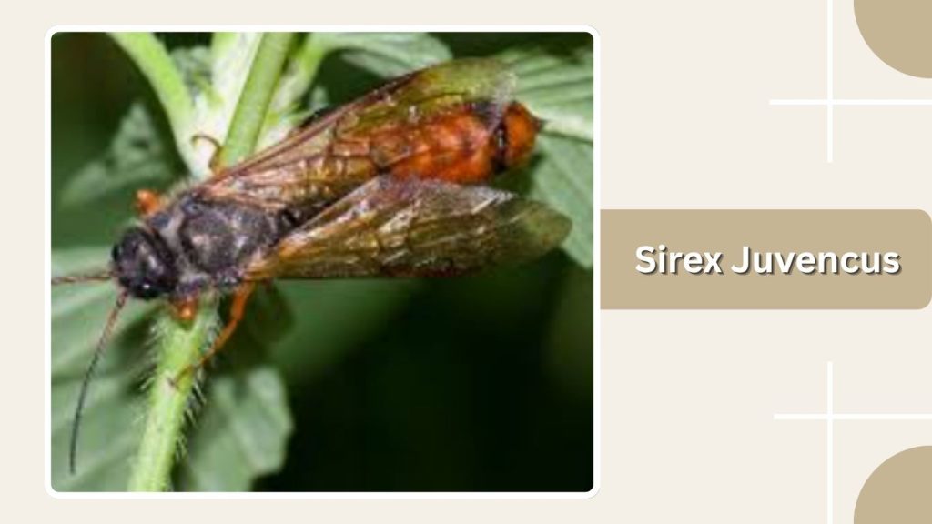 Sirex Juvencus