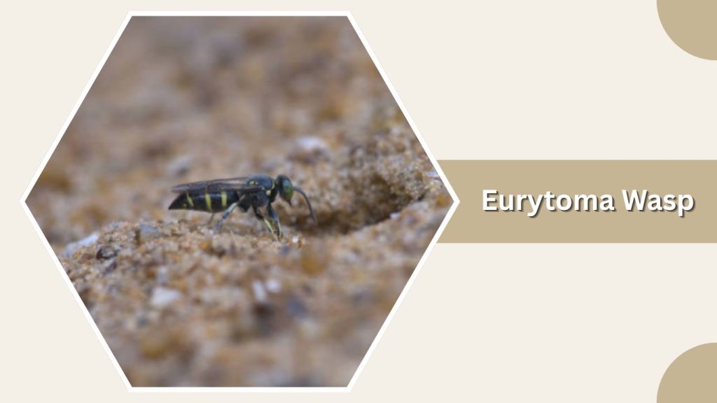 Eurytoma Wasp