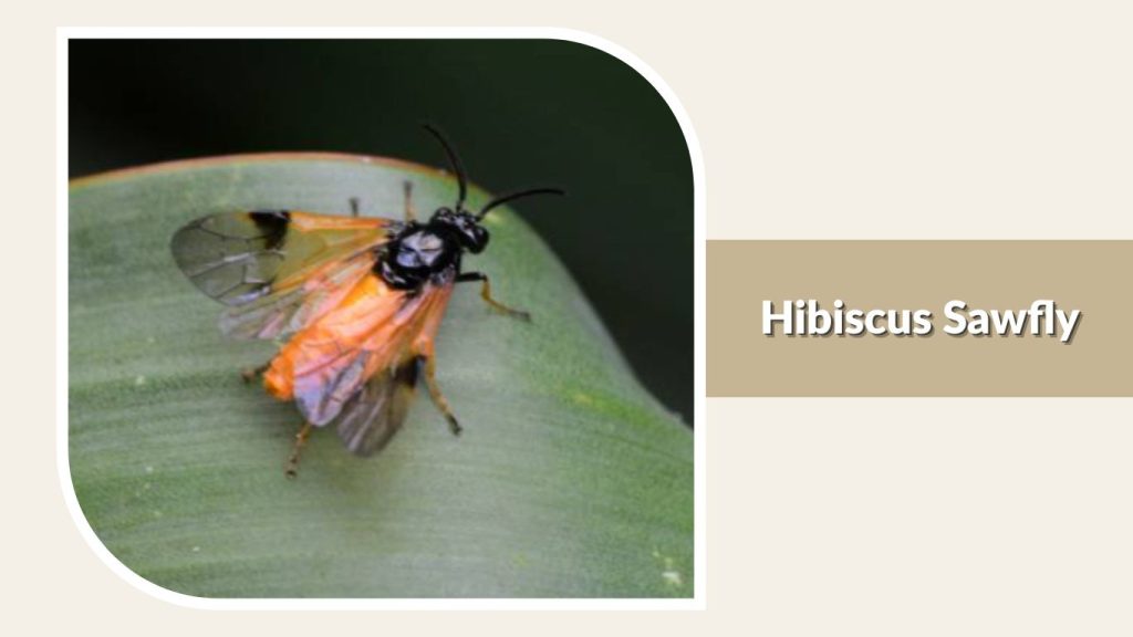 Hibiscus Sawfly