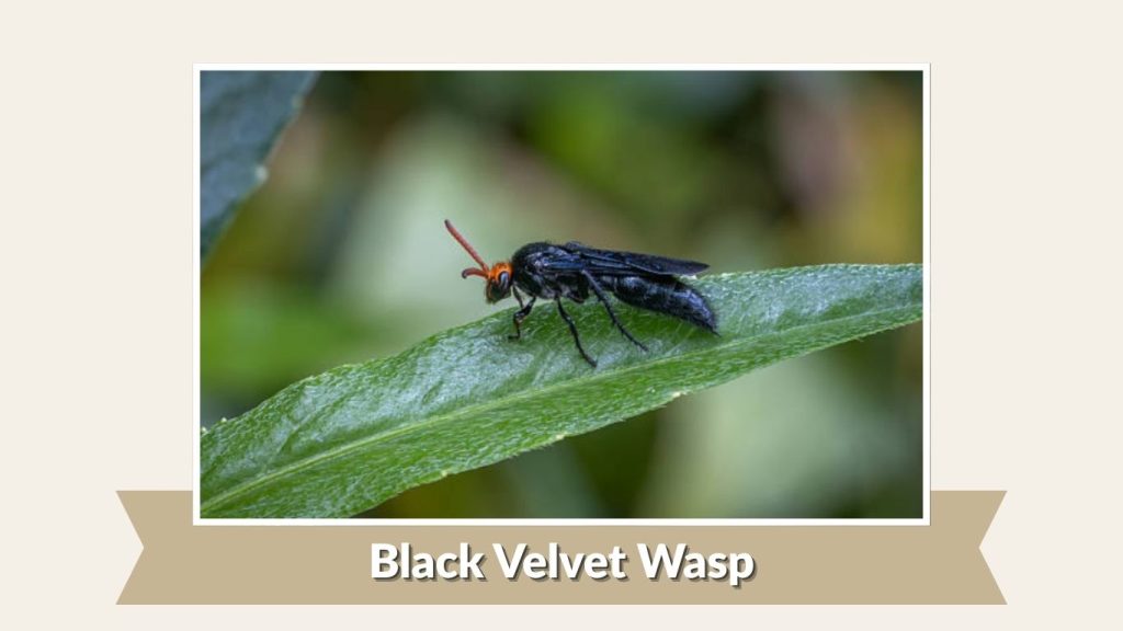 Black Velvet Wasp