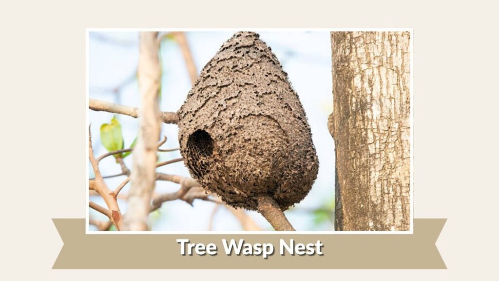 Tree Wasp Nest