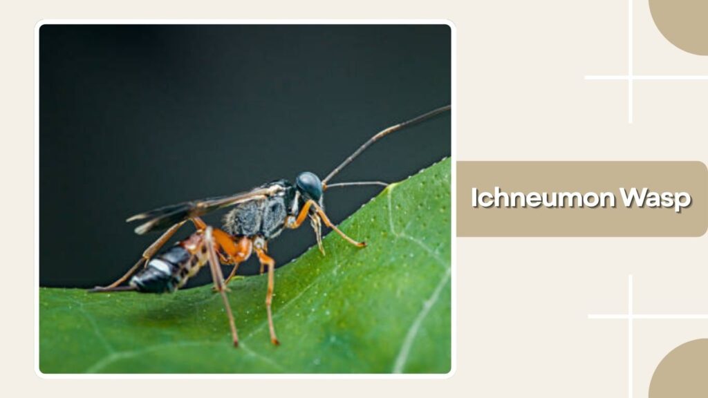 Ichneumon Wasp