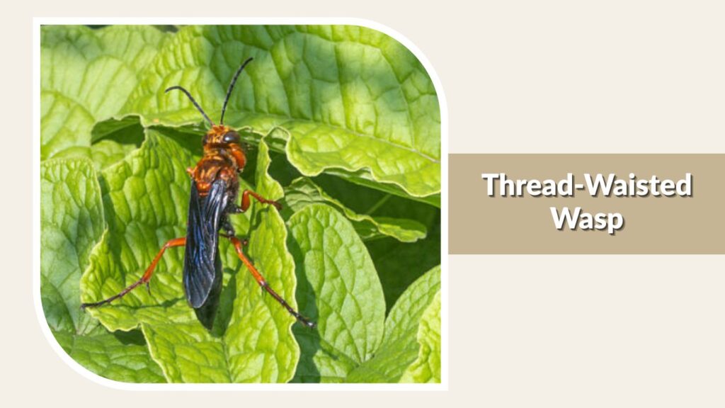 Thread-Waisted Wasp