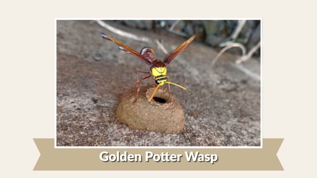 Golden Potter Wasp