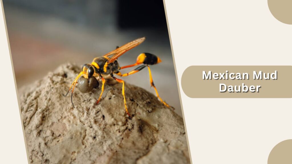Mexican Mud Dauber