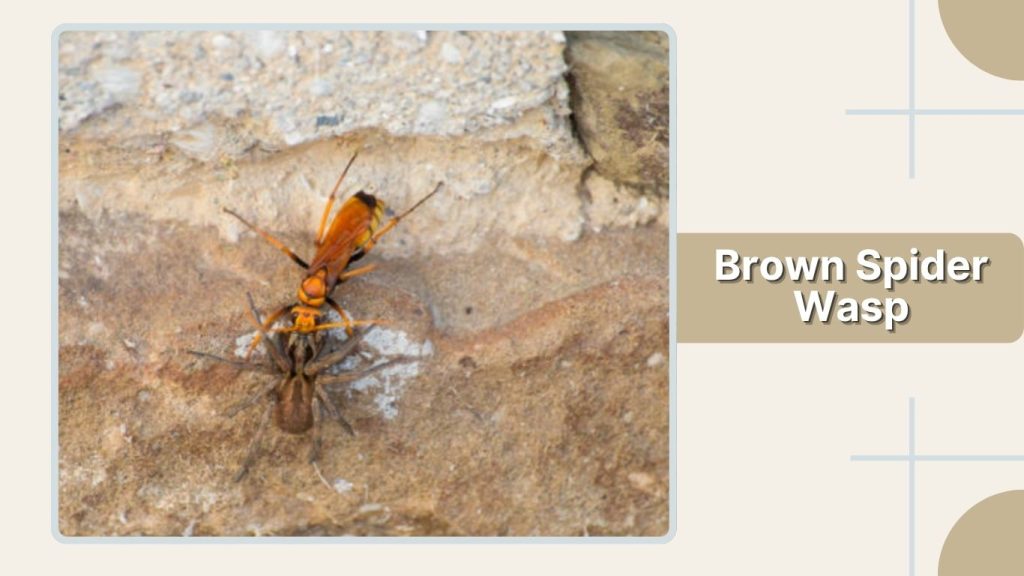 Brown Spider Wasp