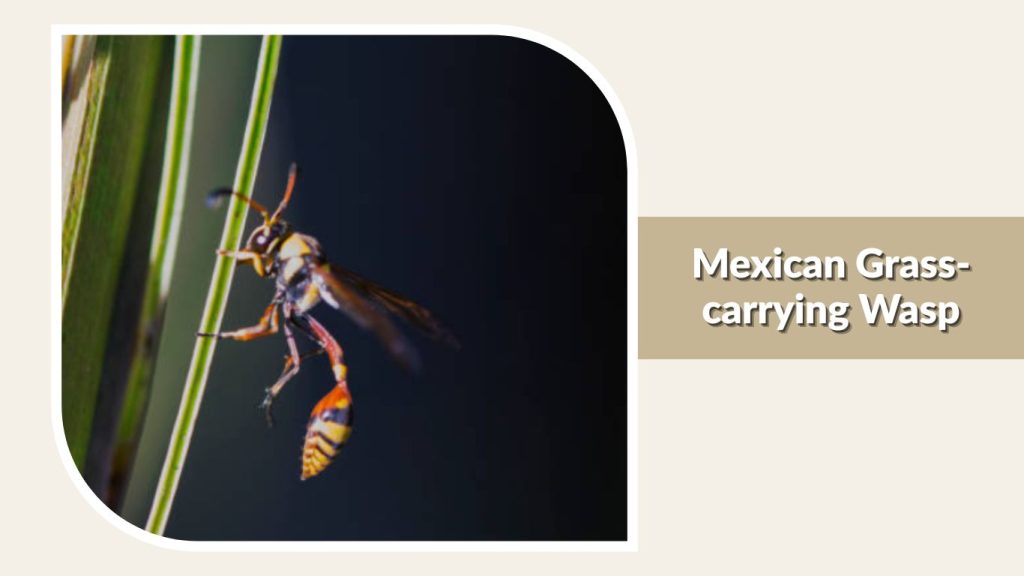 Mexican Grass-carrying Wasp