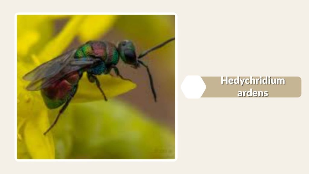  Hedychridium ardens