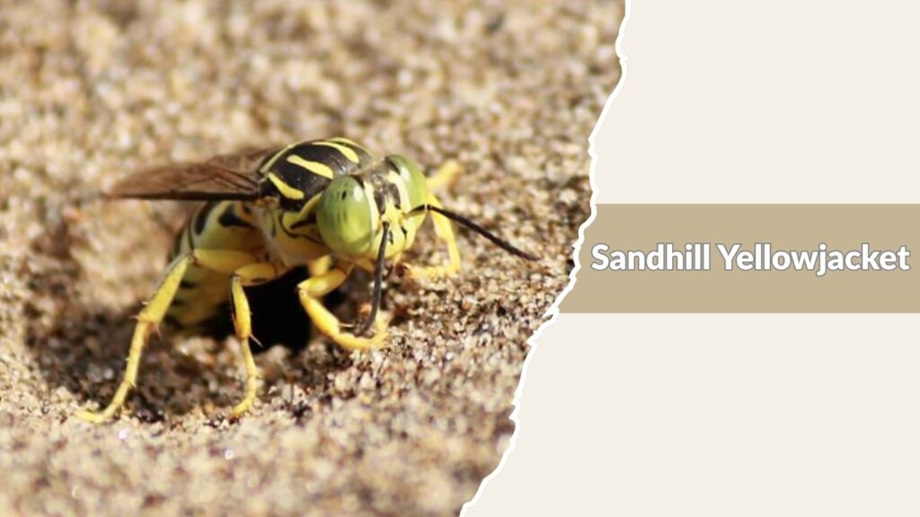 Sandhill Yellowjacket