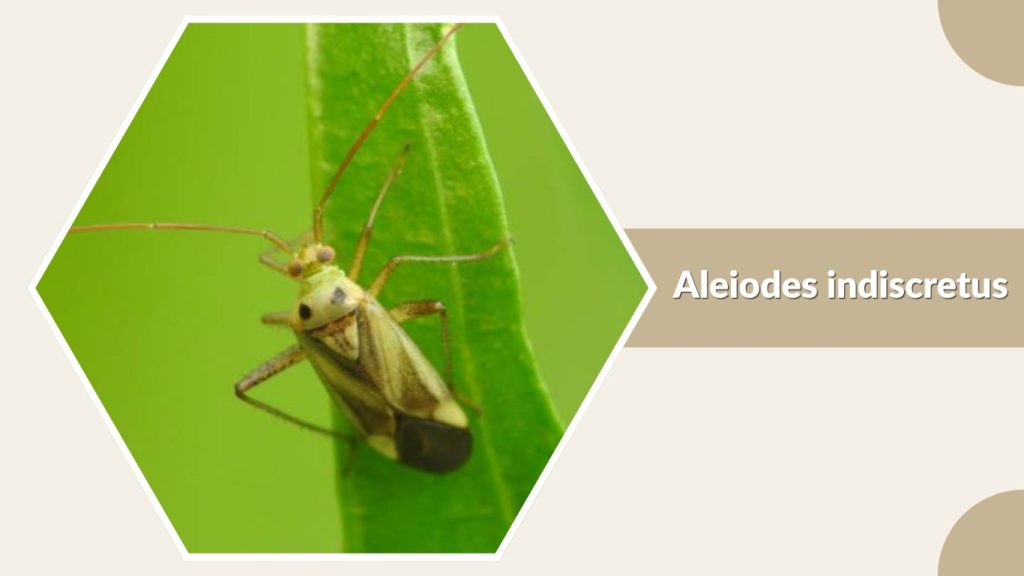 Aleiodes indiscretus
