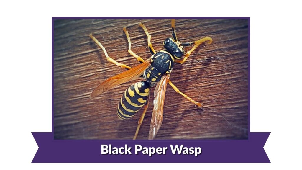 Black Paper Wasp