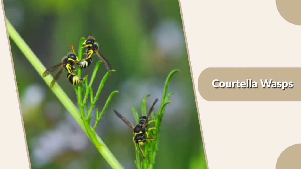 Courtella Wasps