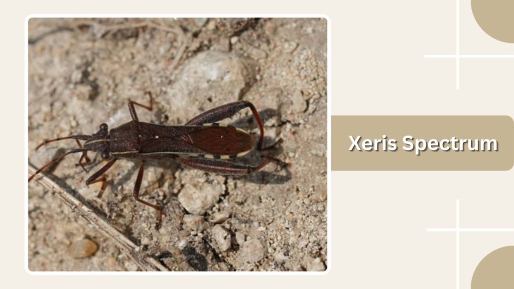 Xeris Spectrum