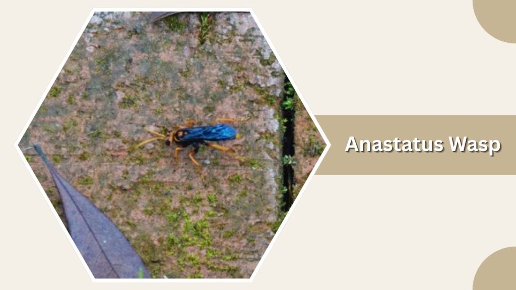 Anastatus Wasp
