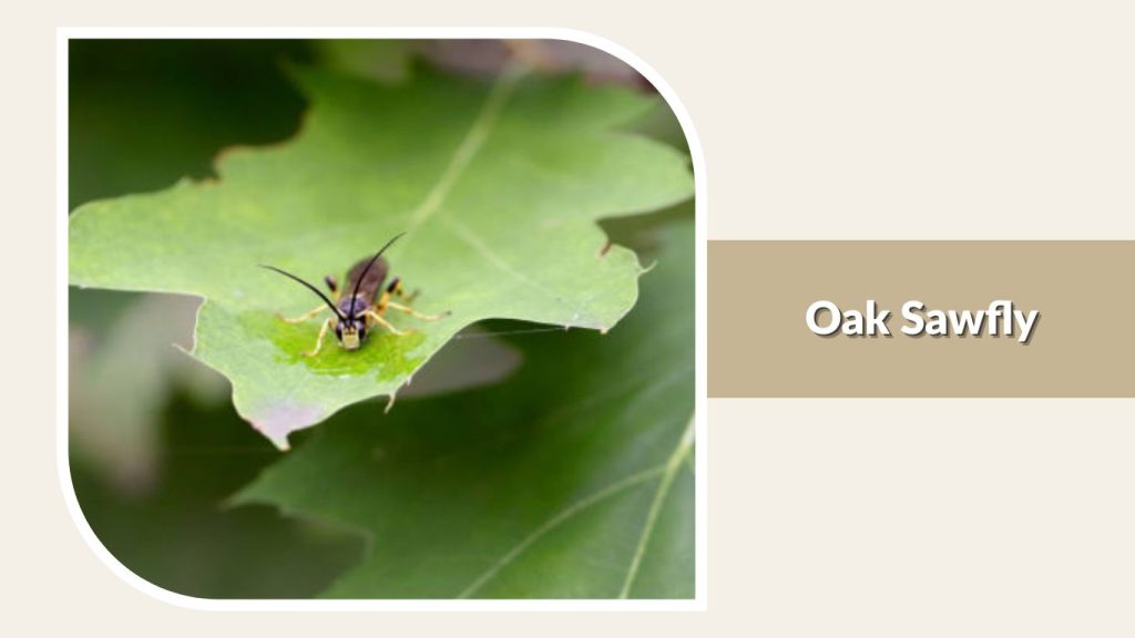 Oak Sawfly