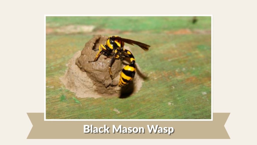 Black Mason Wasp
