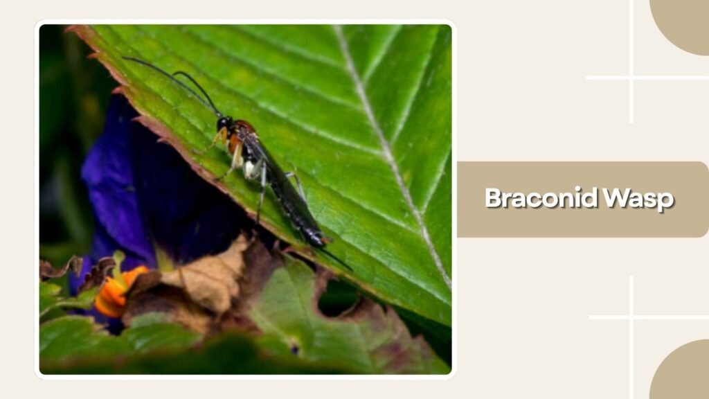Braconid Wasp