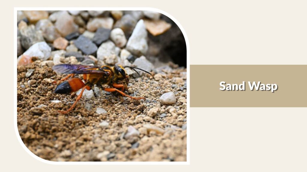 Sand Wasp