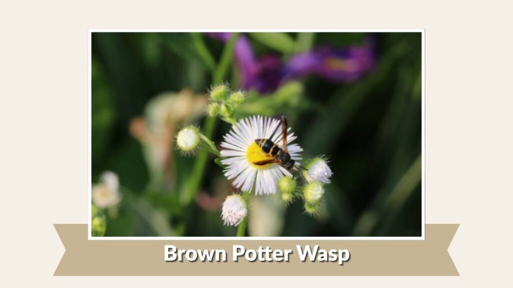Brown Potter Wasp