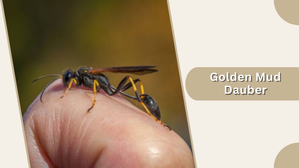 Golden Mud Dauber