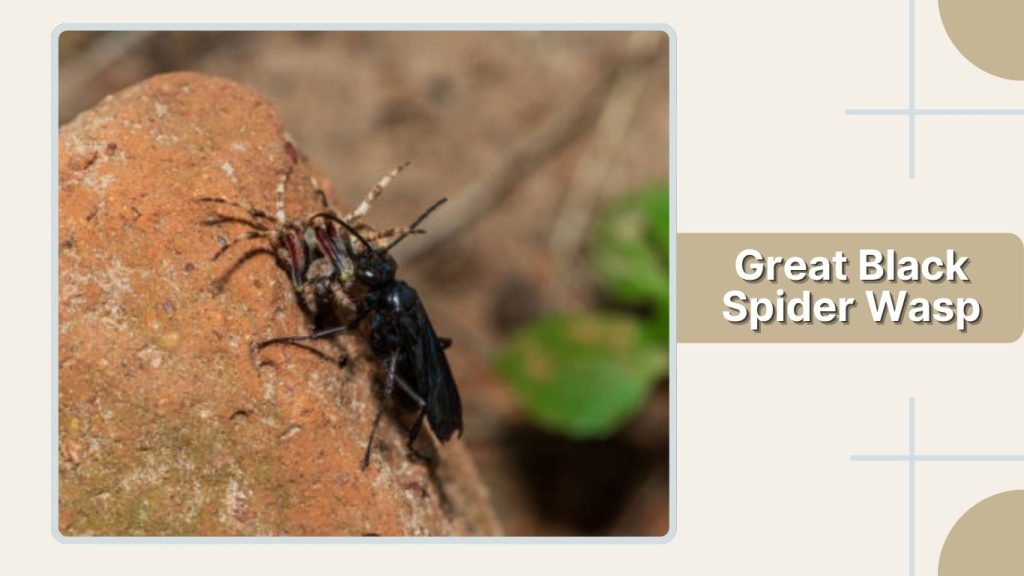 Great Black Spider Wasp