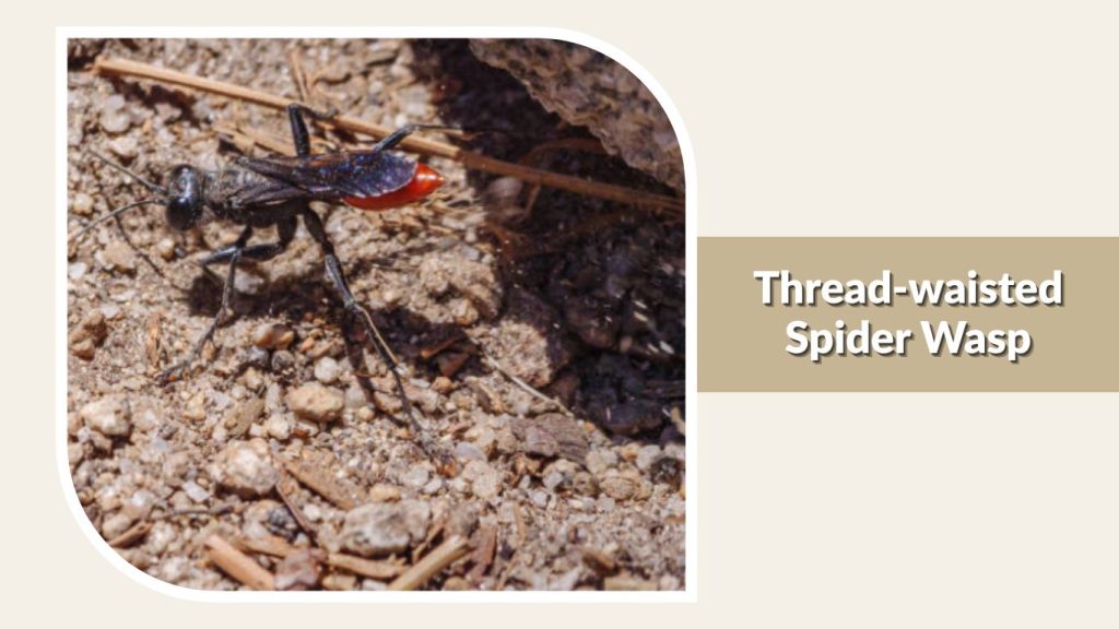 Thread-waisted Spider Wasp