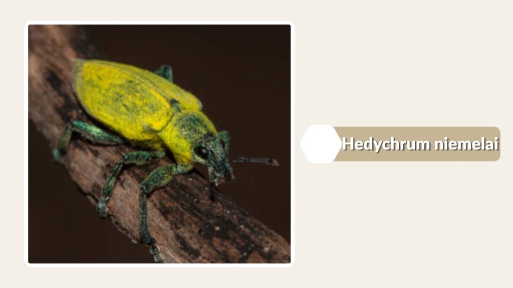 Hedychrum niemelai