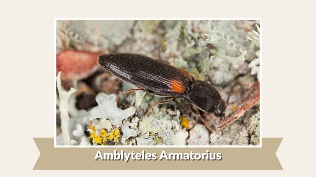 Amblyteles Armatorius