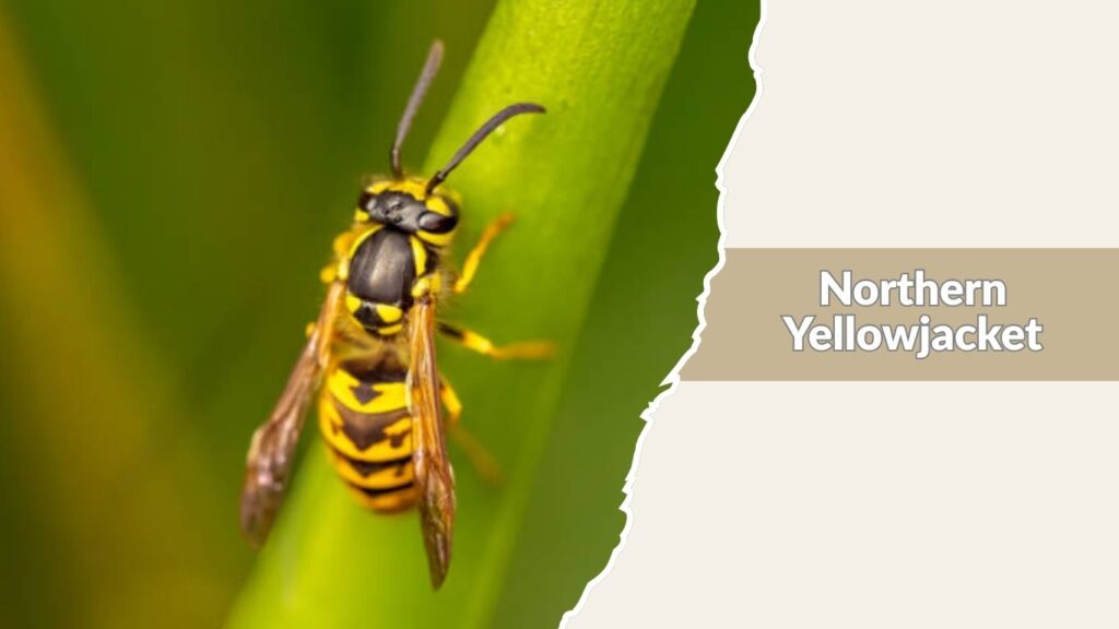 Northern Yellowjacket