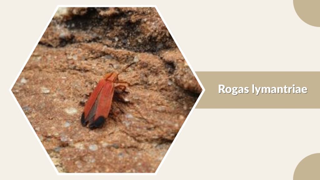 Rogas lymantriae