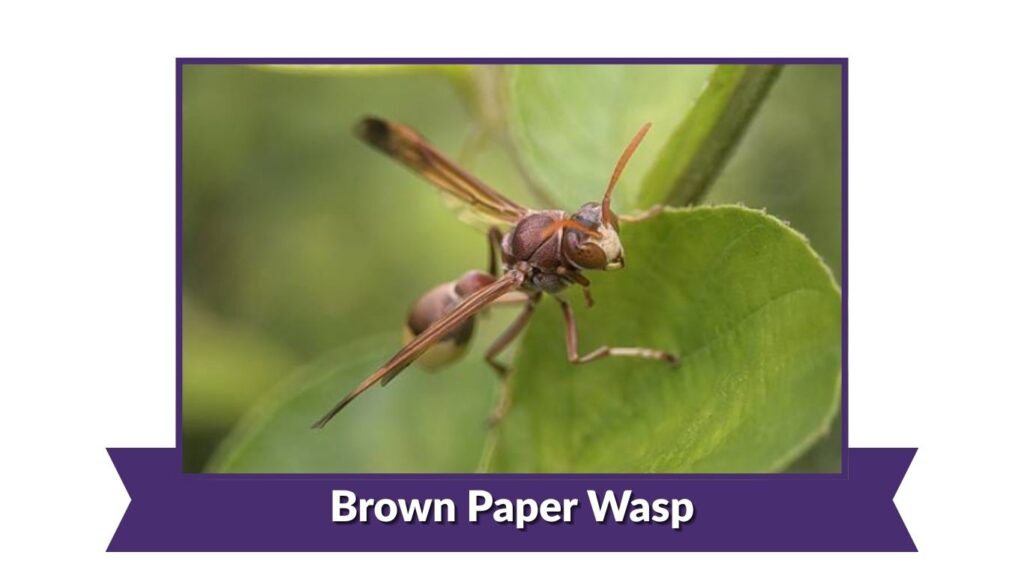 Brown Paper Wasp
