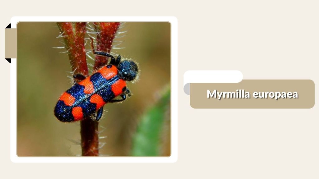 Myrmilla europaea
