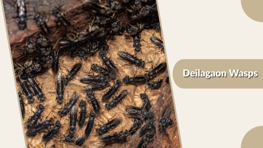 Deilagaon Wasps