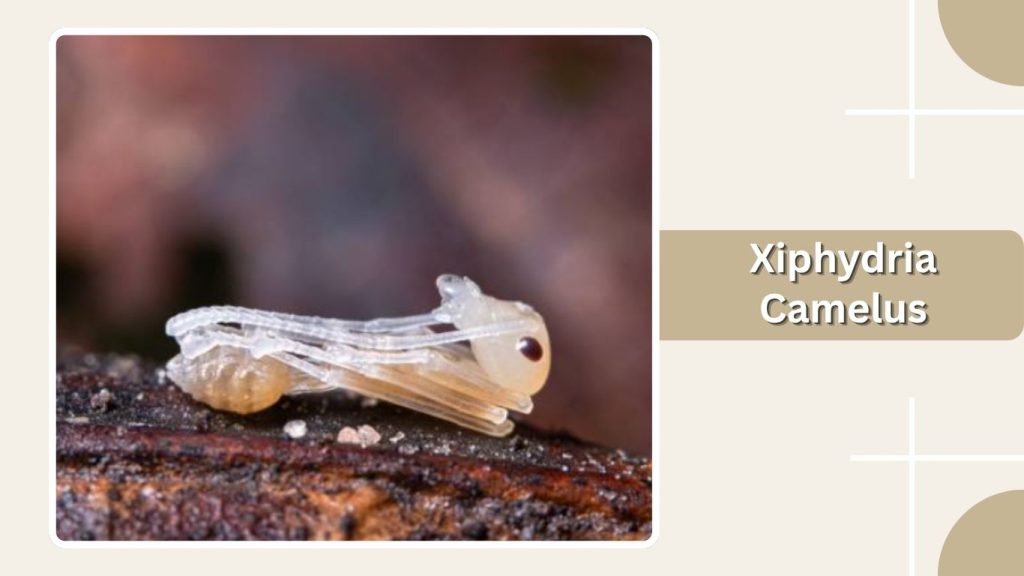 Xiphydria Camelus