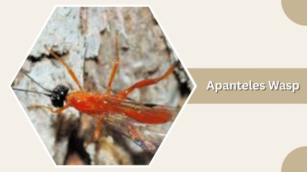 Apanteles Wasp