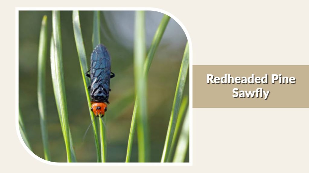 Redheaded Pine Sawfly