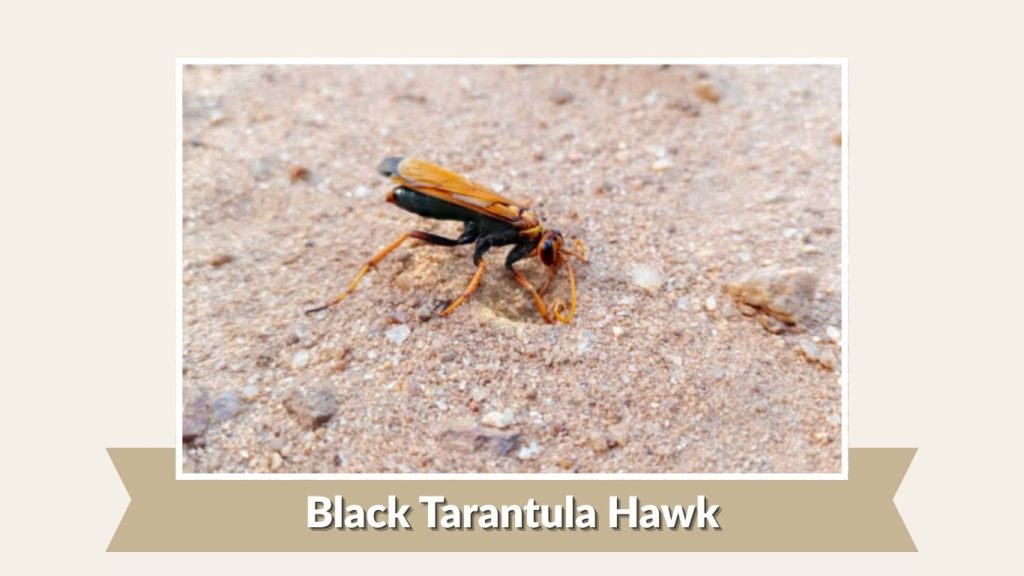 Black Tarantula Hawk