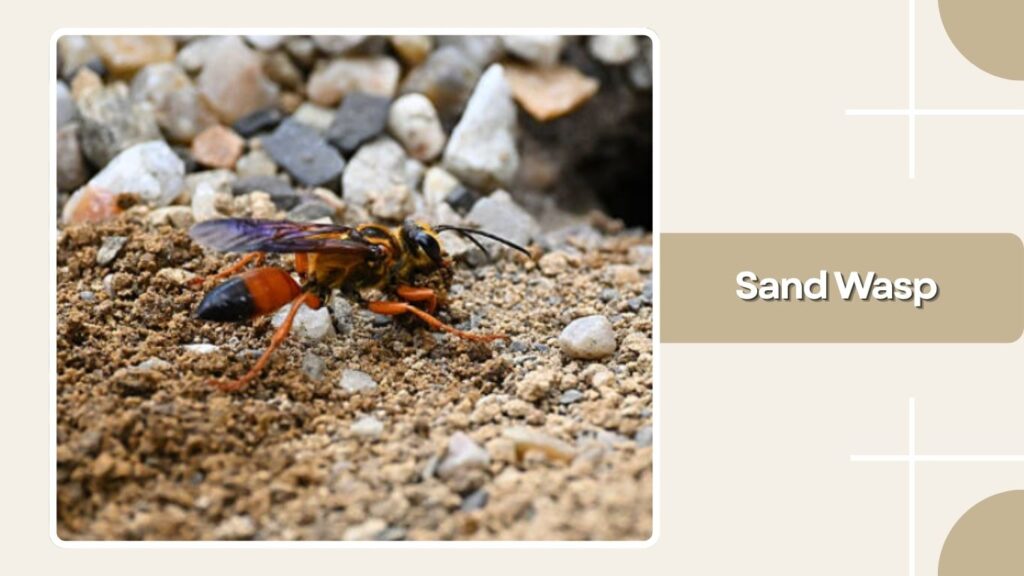 Sand Wasp