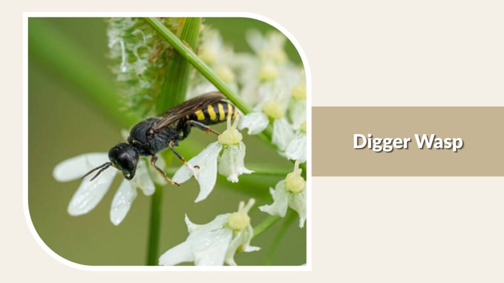 Digger Wasp