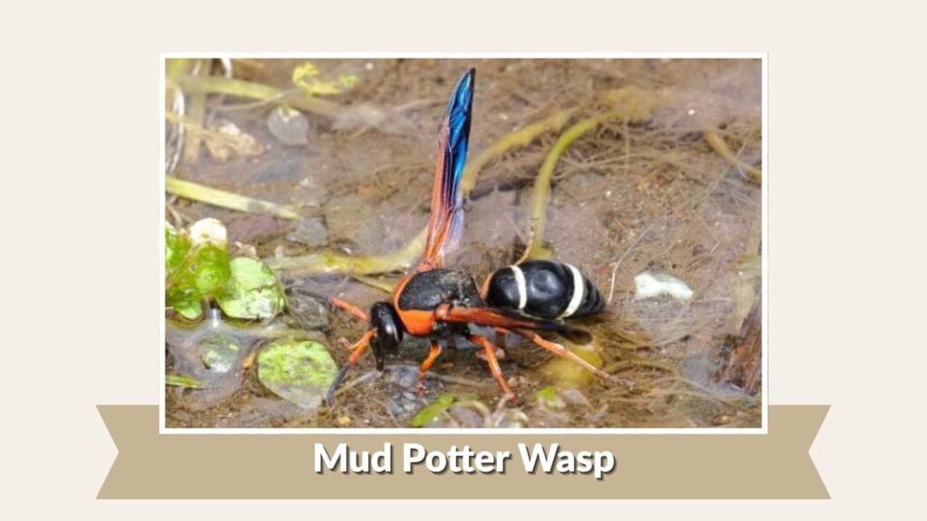 Mud Potter Wasp