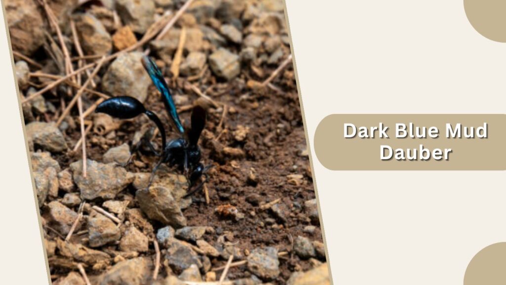 Dark Blue Mud Dauber