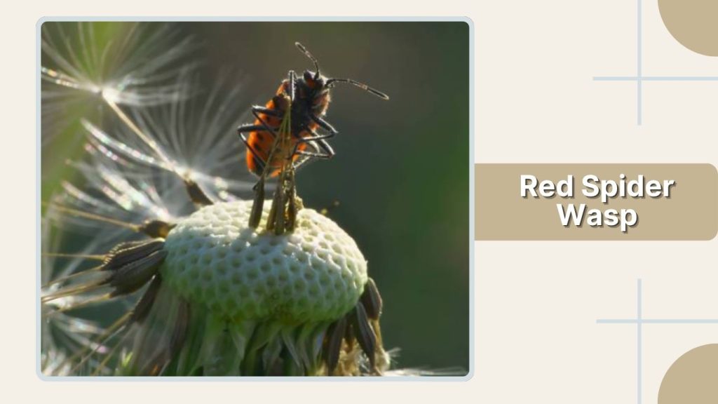 Red Spider Wasp