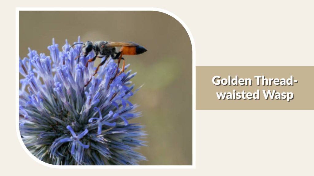 Golden Thread-waisted Wasp