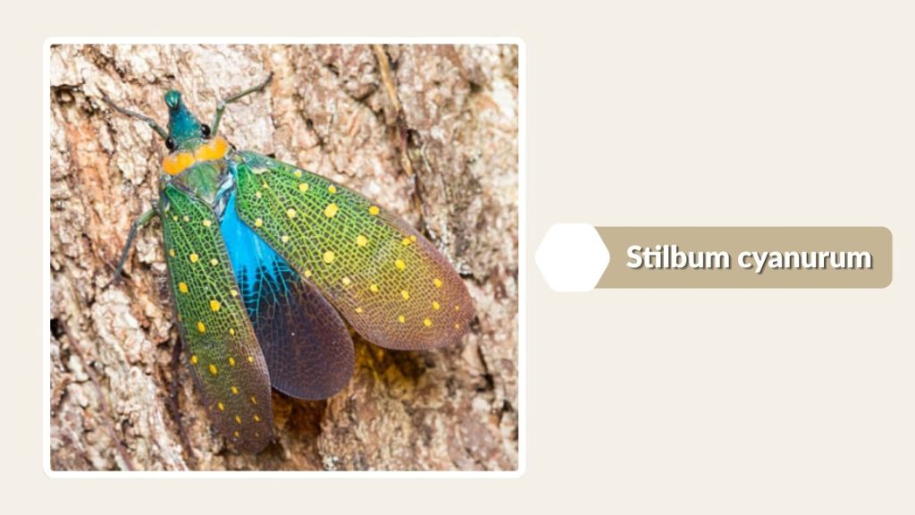 Stilbum cyanurum
