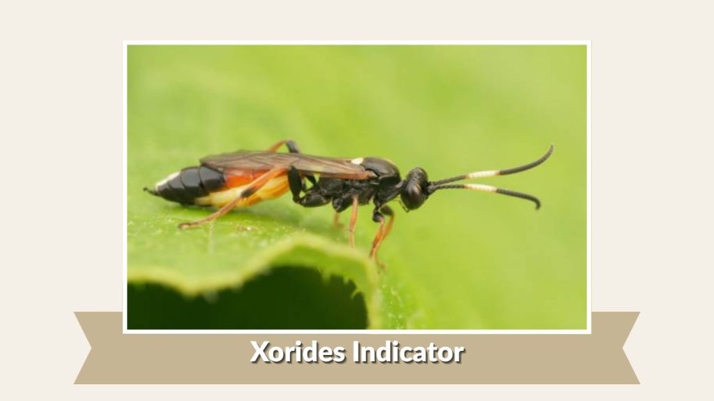 Xorides Indicator