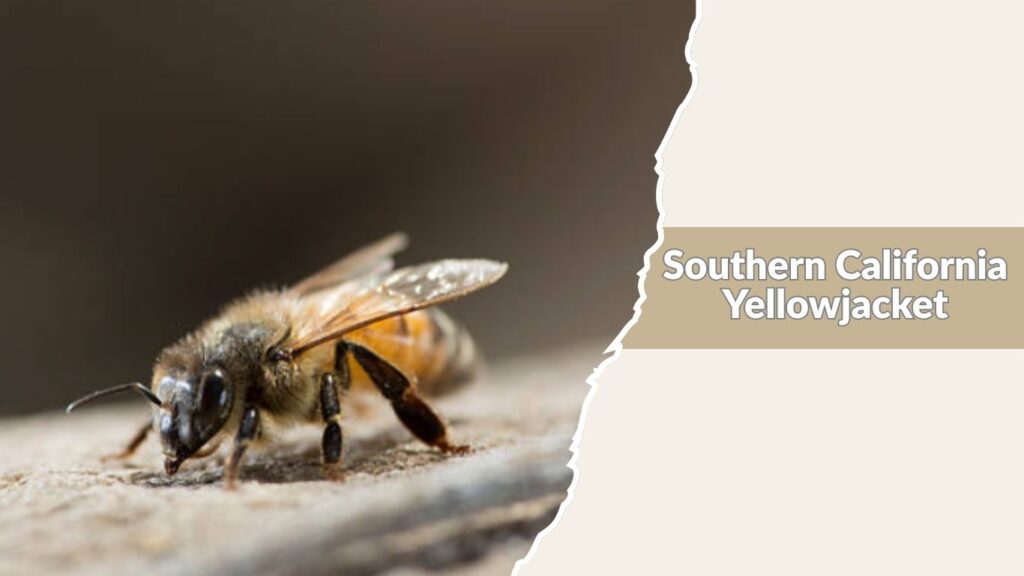 Southern California Yellowjacket