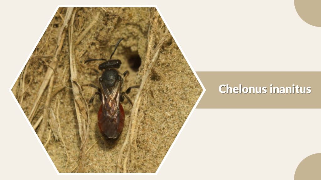 Chelonus inanitus