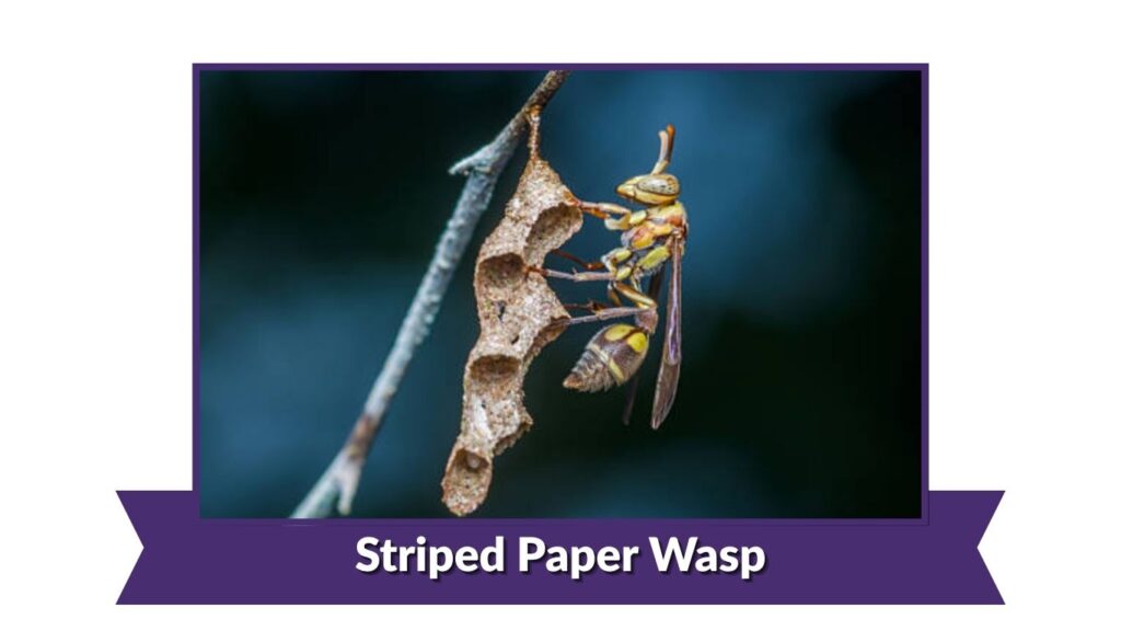 Striped Paper Wasp