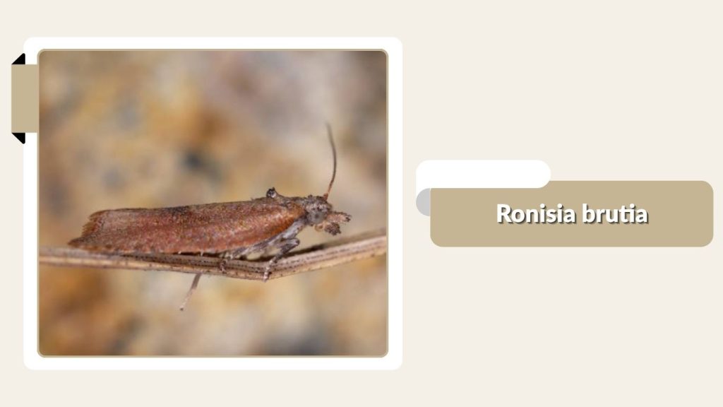 Ronisia brutia