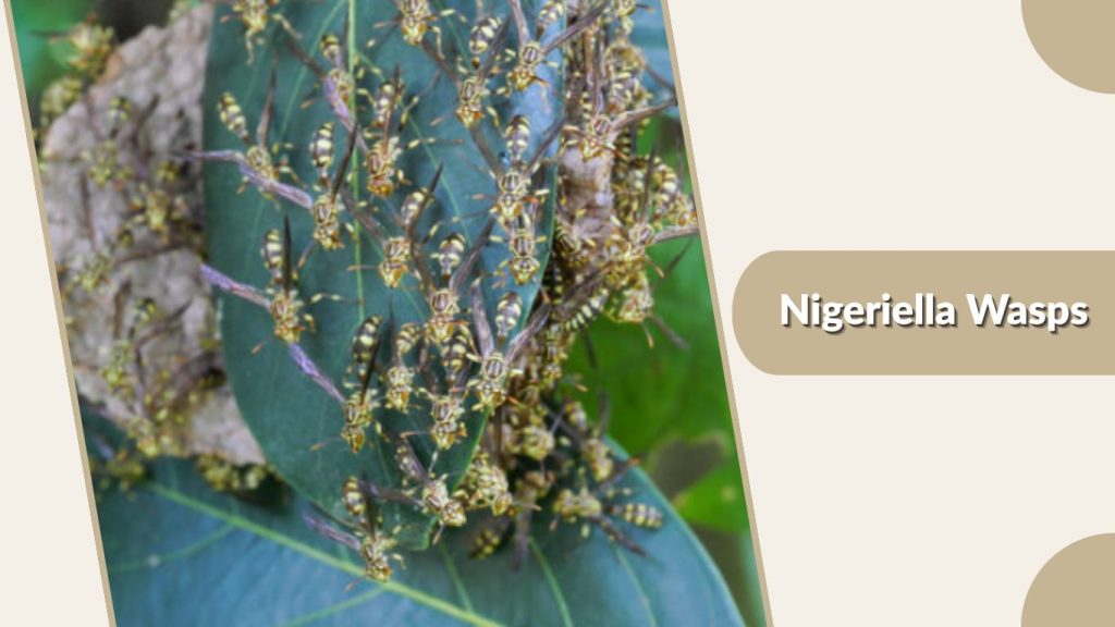 Nigeriella Wasps